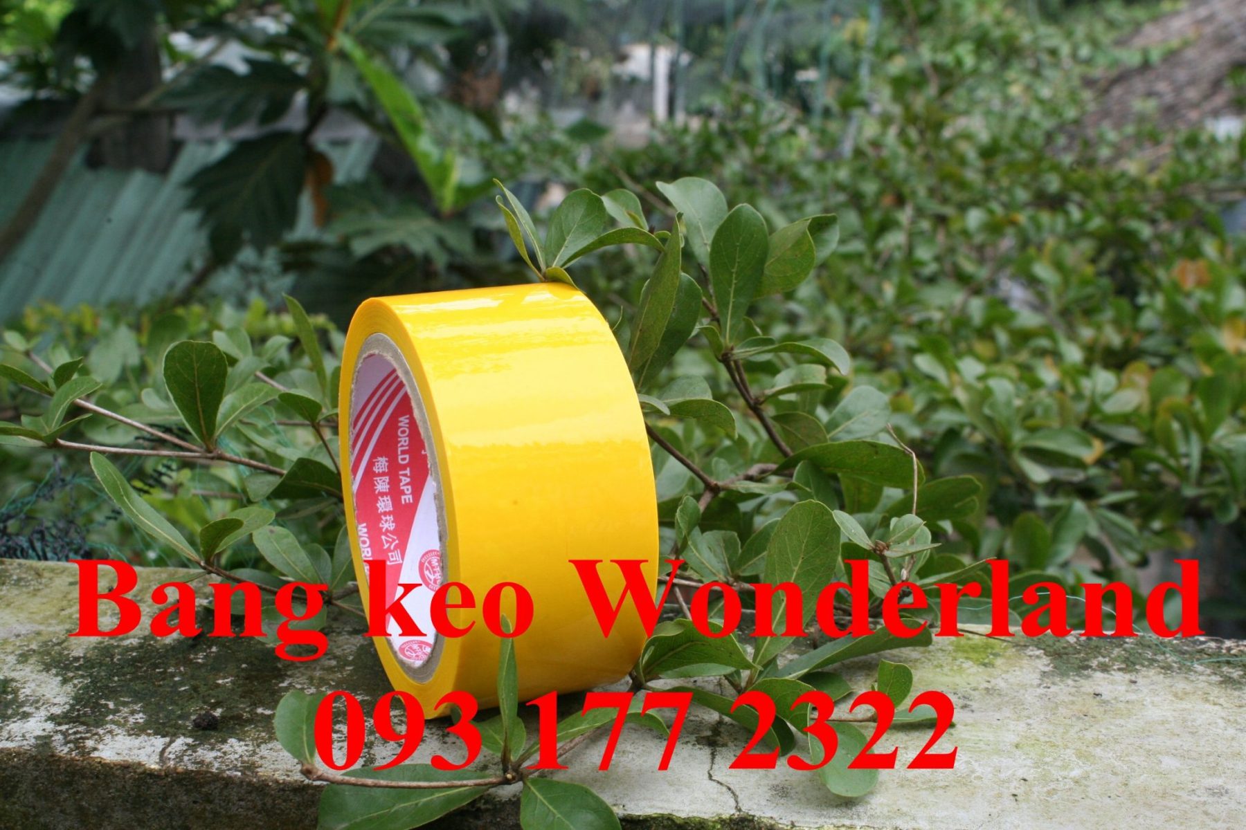 bang-keo-wonderland-02