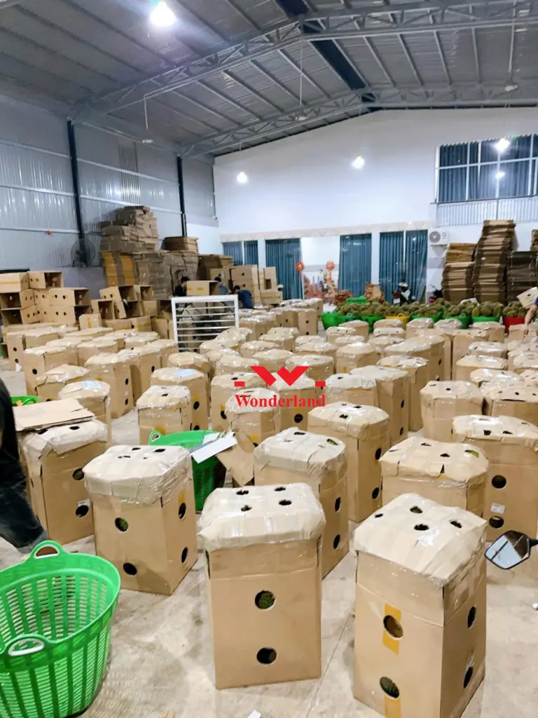 SỬ DỤNG BĂNG KEO TRONG GIÁ SỈ WONDERLAND DÁN THÙNG SẦU RIÊNG XUẤT KHẨU GIÚP TIẾT KIỆM CHI PHÍ